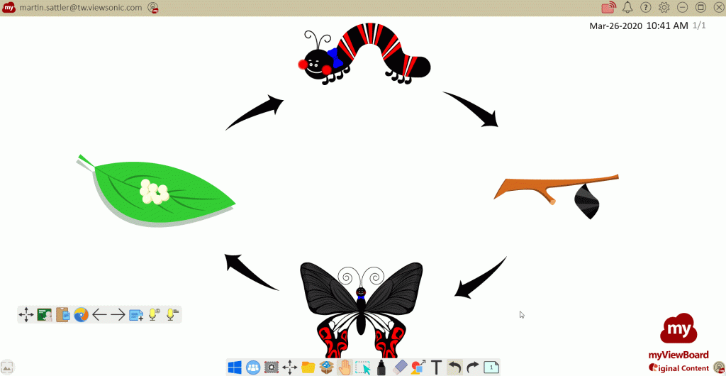 Diagram of butterfly life cycle using myViewBoard; eggs, caterpillar, chrysalis, butterfly.