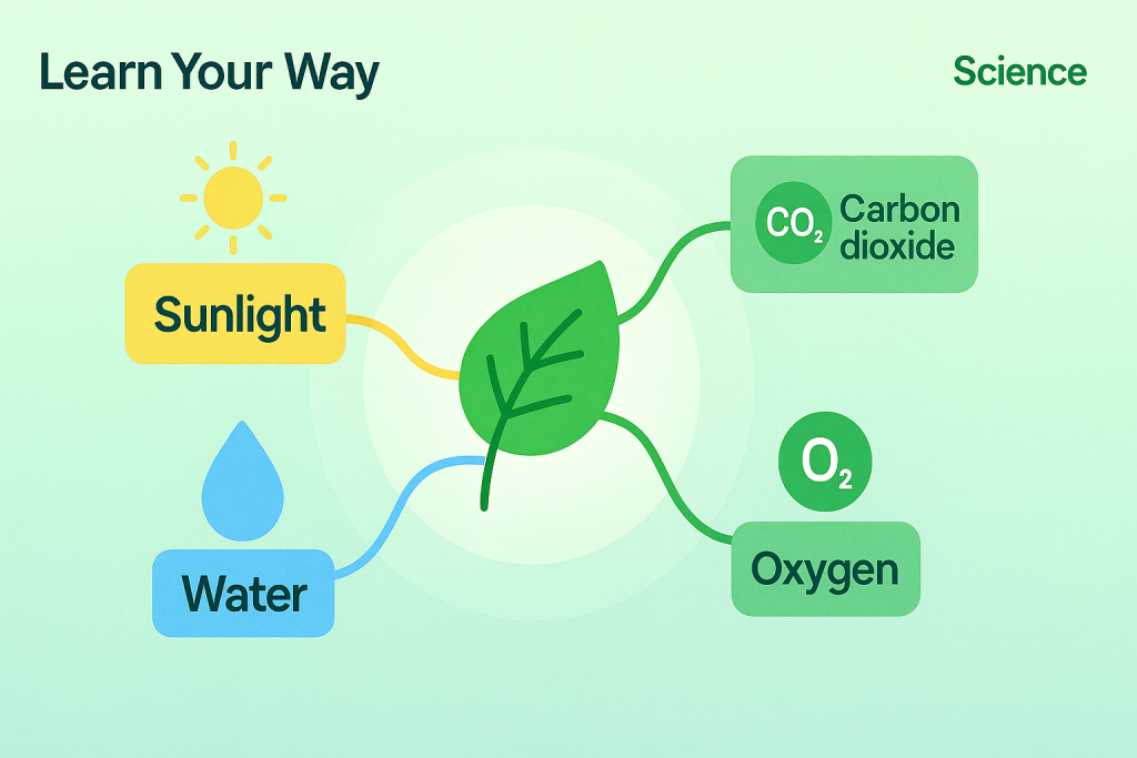 Photosynthesis diagram: Sunlight, water, carbon dioxide, and oxygen interacting with a leaf.